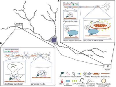 Spatiotemporal Insights Into RNA–Organelle Interactions in Neurons